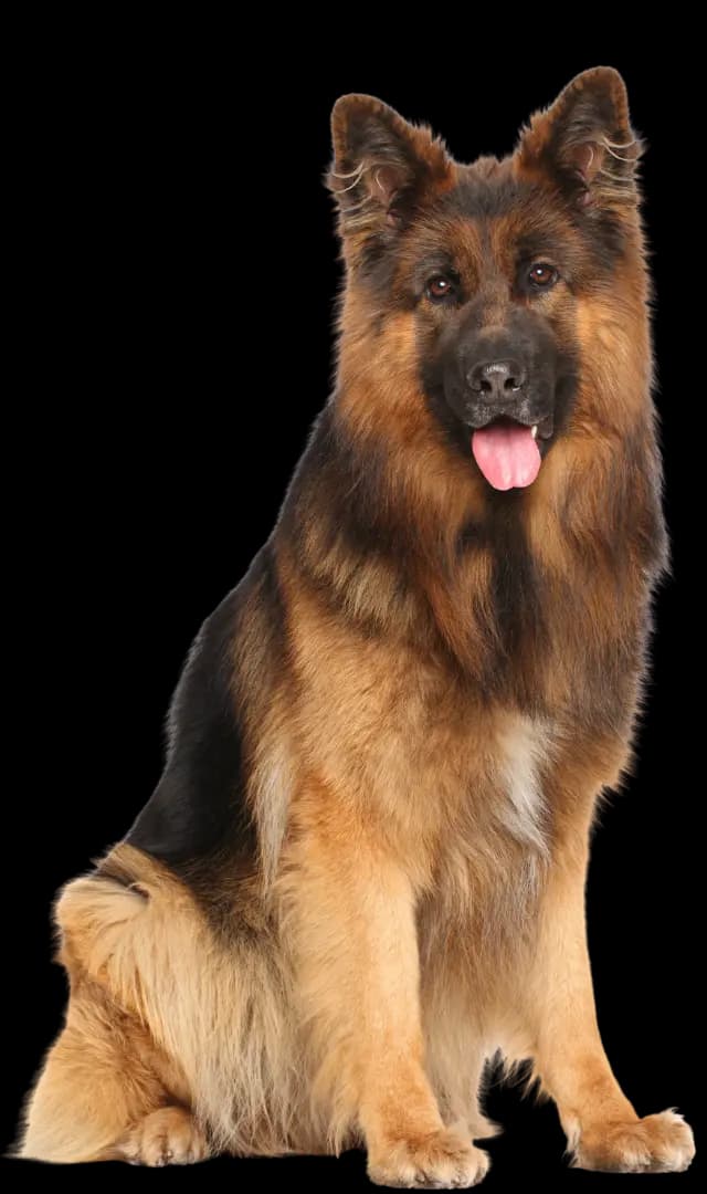 Hund mit FellAkte Halsband
