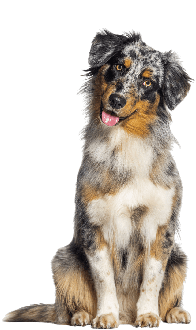 Hund mit FellAkte Halsband